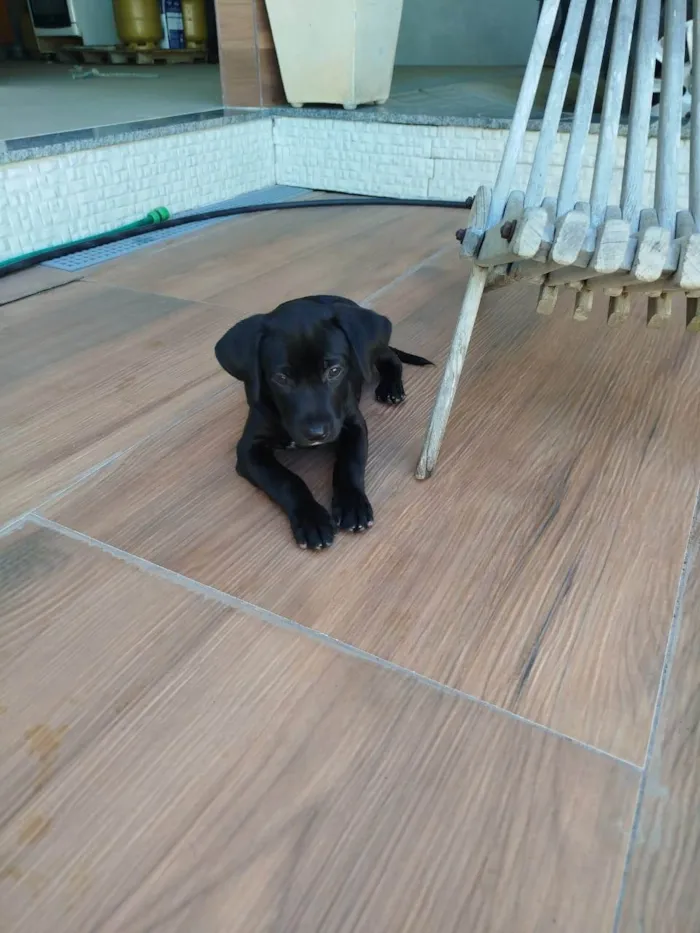 Cachorro ra a SRD-ViraLata idade 2 a 6 meses nome Congo 