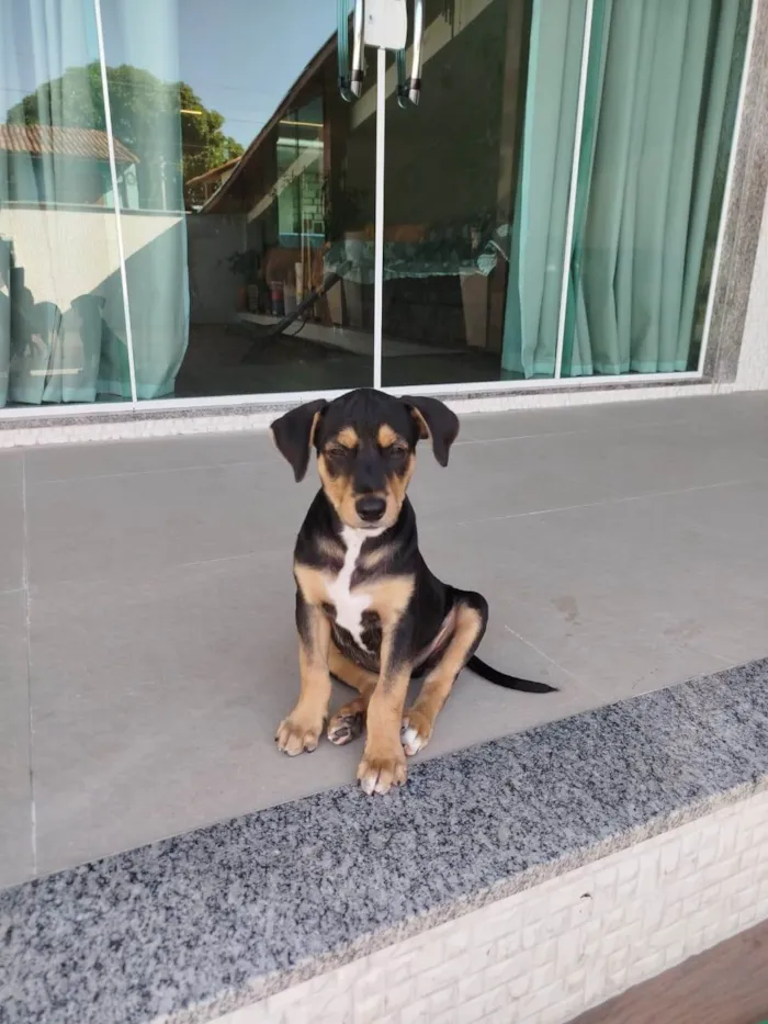 Cachorro ra a SRD-ViraLata idade 2 a 6 meses nome Congo 