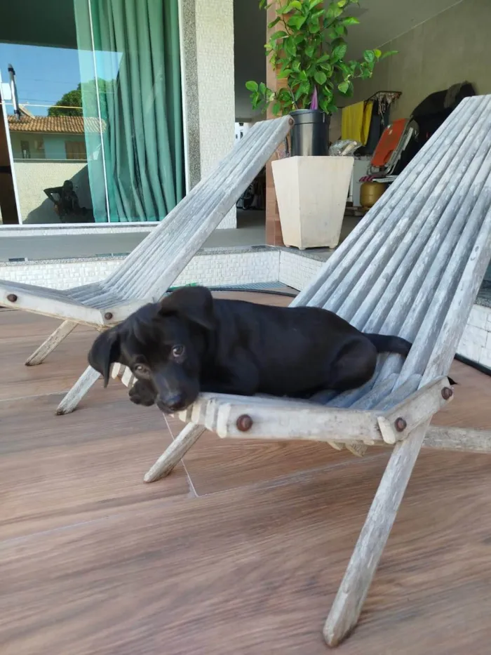 Cachorro ra a SRD-ViraLata idade 2 a 6 meses nome Congo 