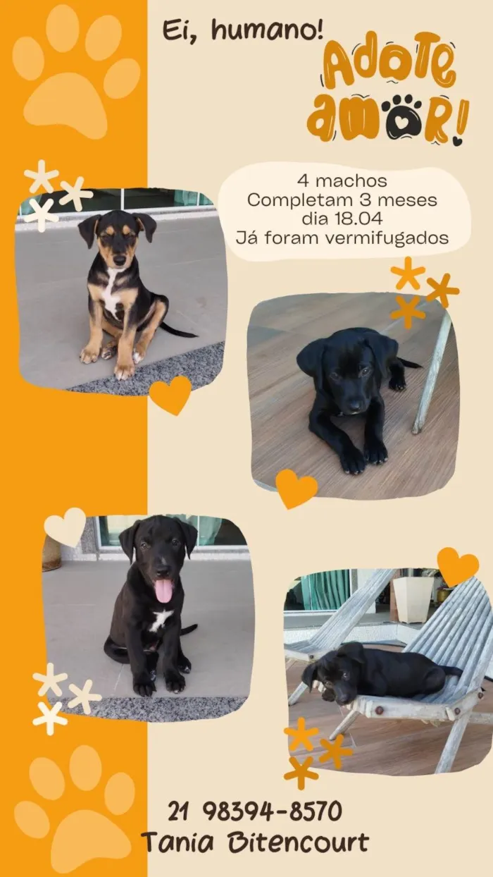 Cachorro ra a SRD-ViraLata idade 2 a 6 meses nome Congo 