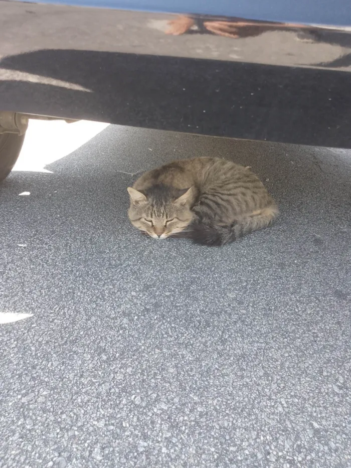 Gato ra a SRD-ViraLata idade 6 ou mais anos nome Bob