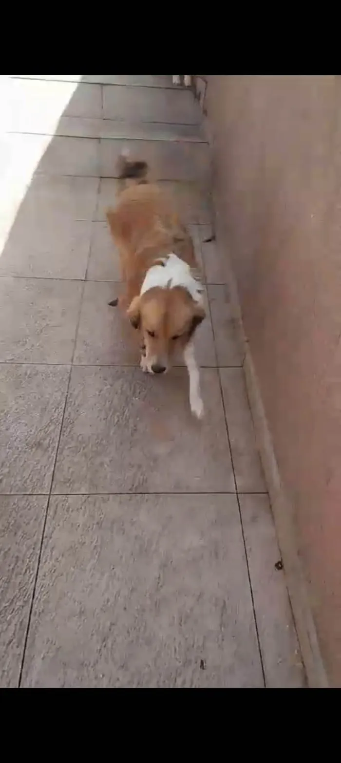 Cachorro ra a SRD-ViraLata idade 7 a 11 meses nome chopinho