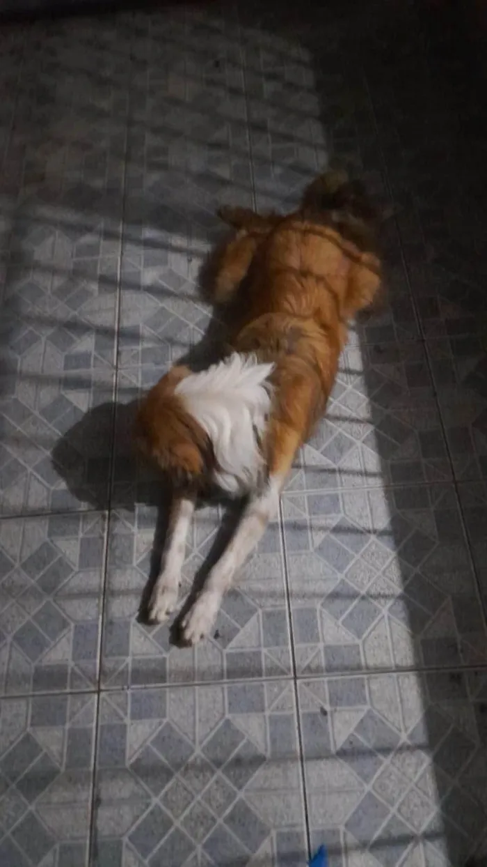 Cachorro ra a SRD-ViraLata idade 7 a 11 meses nome chopinho