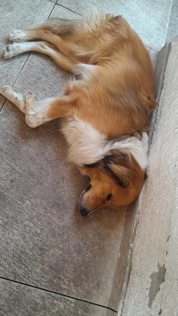 Cachorro ra a SRD-ViraLata idade 7 a 11 meses nome chopinho