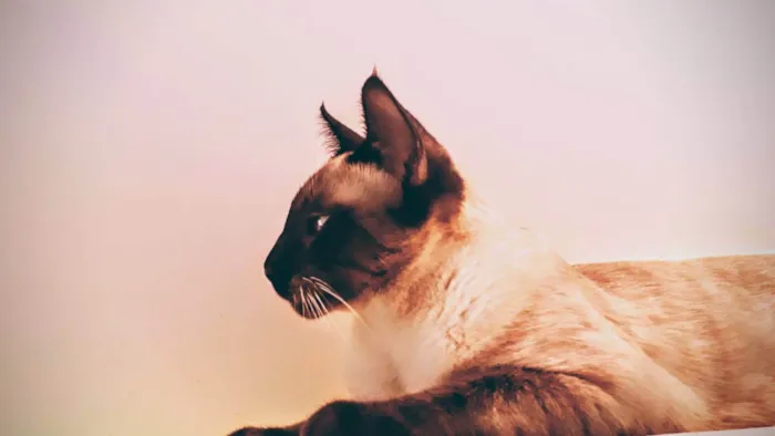 Gato ra a Siamês idade 4 anos nome Ariel