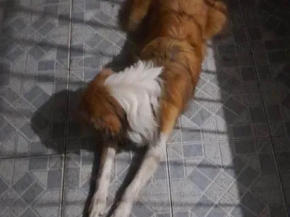 Cachorro raça SRD-ViraLata idade 7 a 11 meses nome chopinho