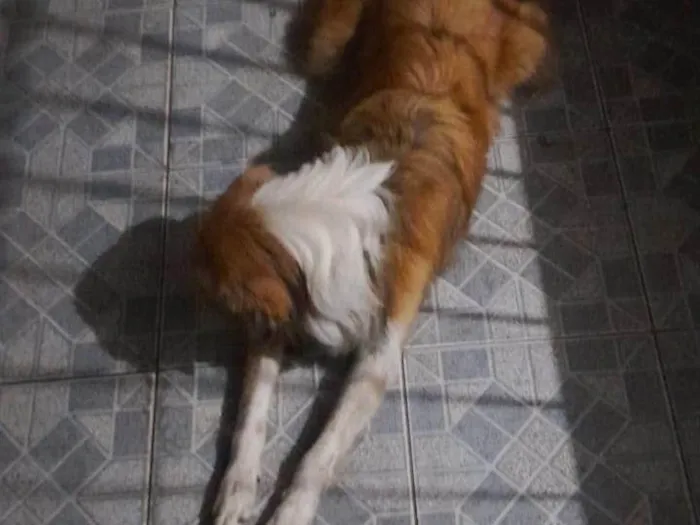 Cachorro ra a SRD-ViraLata idade 7 a 11 meses nome chopinho
