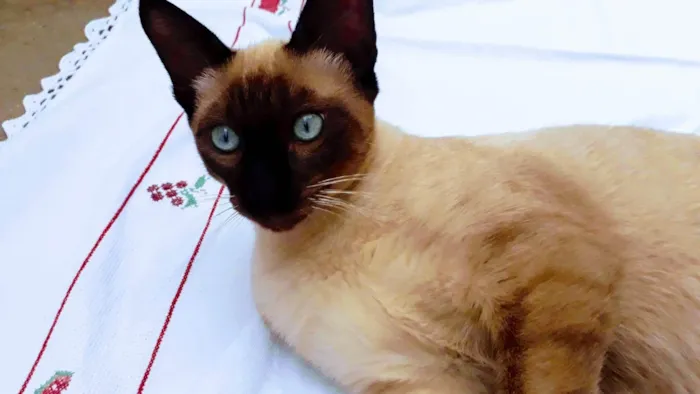 Gato ra a Siamês idade 4 anos nome Ariel