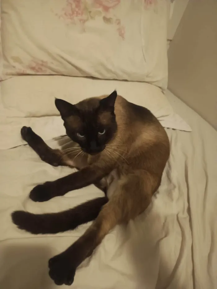 Gato ra a Siamês idade 4 anos nome Ariel