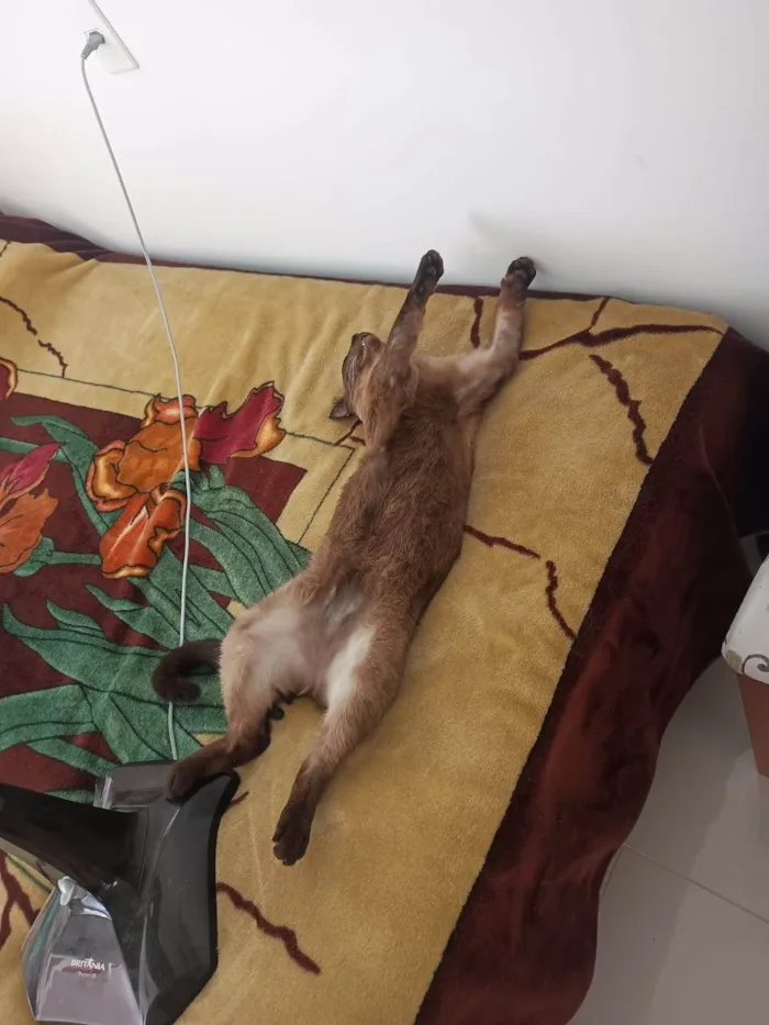 Gato ra a Siamês idade 4 anos nome Ariel