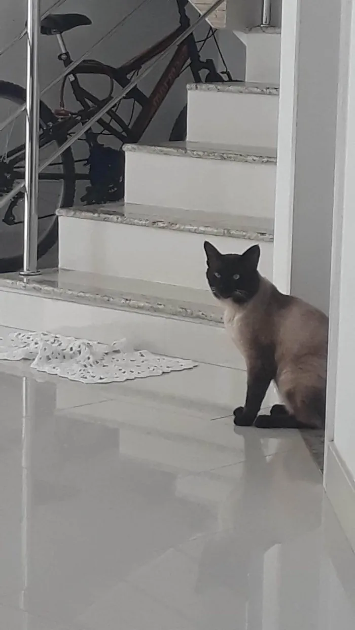 Gato ra a Siamês idade 4 anos nome Ariel
