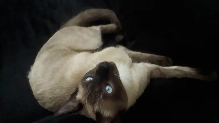 Gato ra a Siamês idade 4 anos nome Ariel