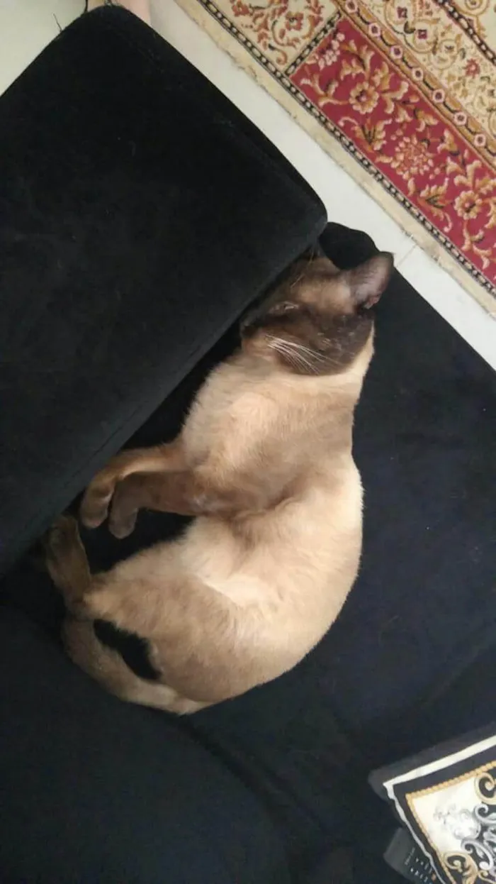 Gato ra a Siamês idade 4 anos nome Ariel