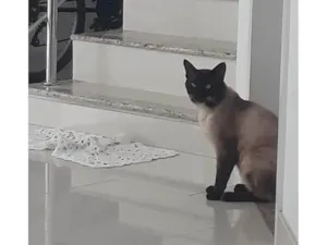 Gato raça Siamês idade 4 anos nome Ariel