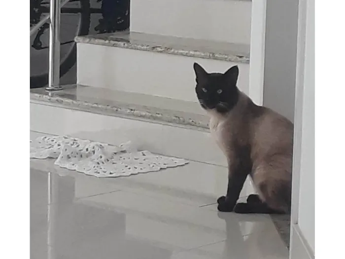 Gato ra a Siamês idade 4 anos nome Ariel