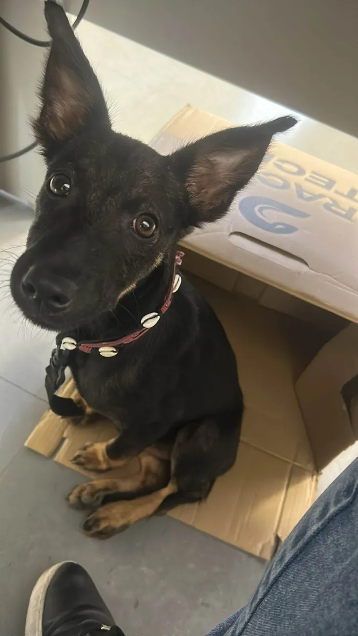 Cachorro ra a SRD-ViraLata idade 2 a 6 meses nome Paçoca
