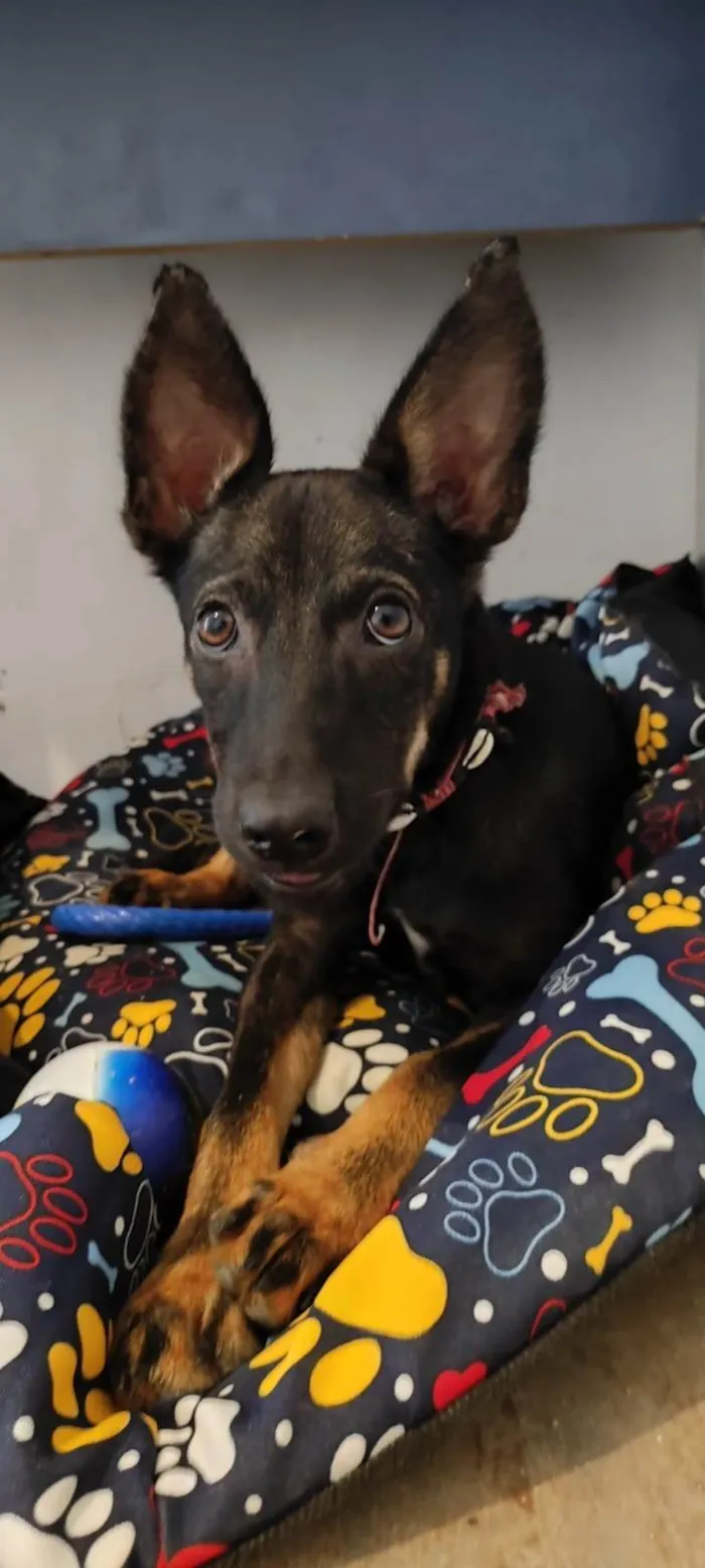 Cachorro ra a SRD-ViraLata idade 2 a 6 meses nome Paçoca