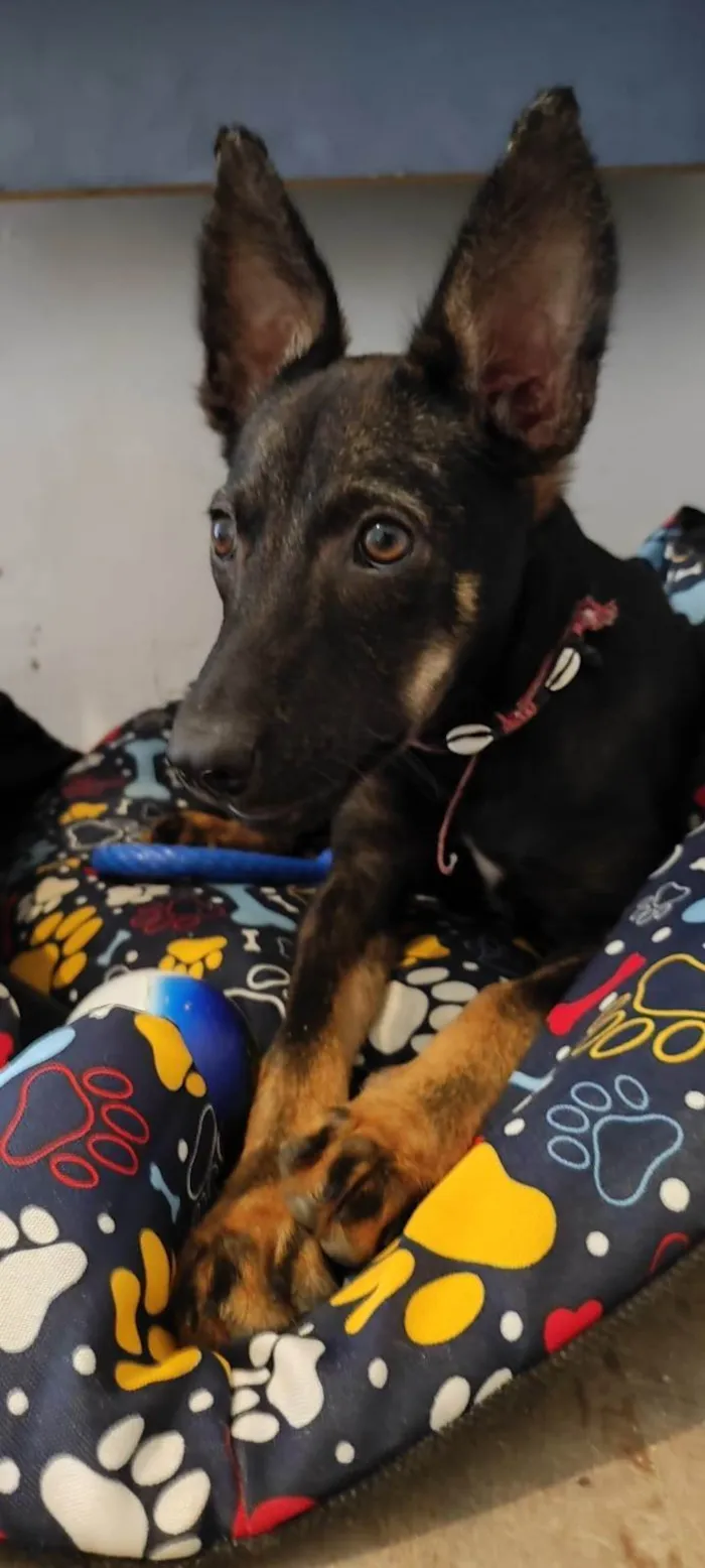 Cachorro ra a SRD-ViraLata idade 2 a 6 meses nome Paçoca