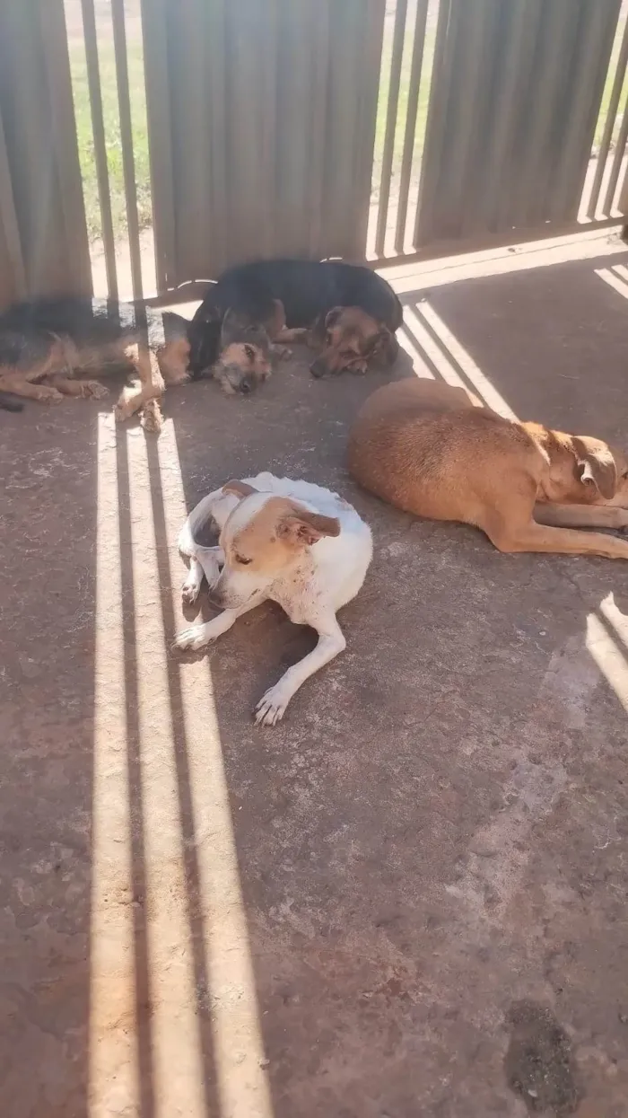 Cachorro ra a SRD-ViraLata idade 4 anos nome zeca, Tas, bia e belinha