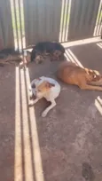 zeca, Tas, bia e belinha