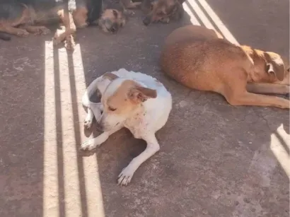 Cachorro raça SRD-ViraLata idade 4 anos nome zeca, Tas, bia e belinha