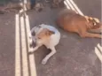zeca, Tas, bia e belinha