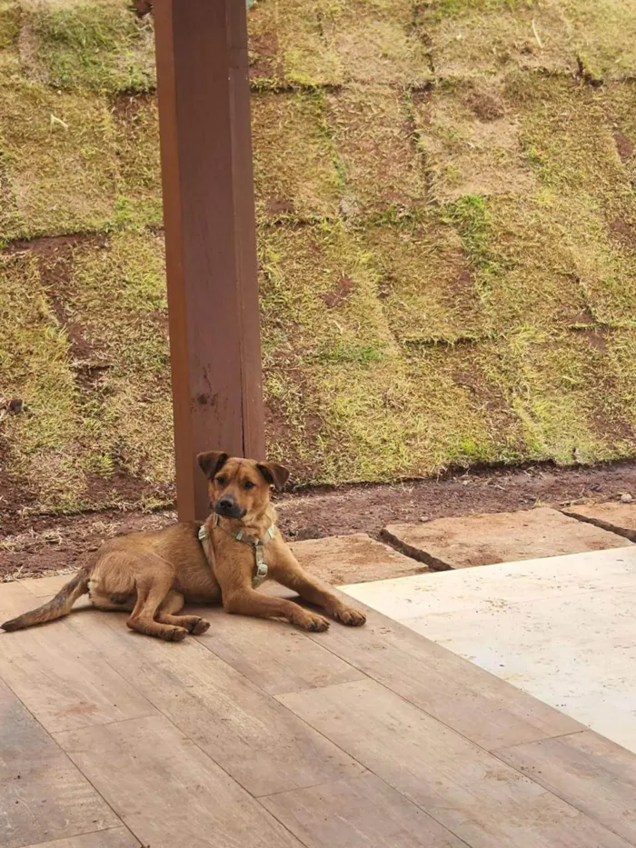 Cachorro ra a SRD-ViraLata idade 2 anos nome Melo