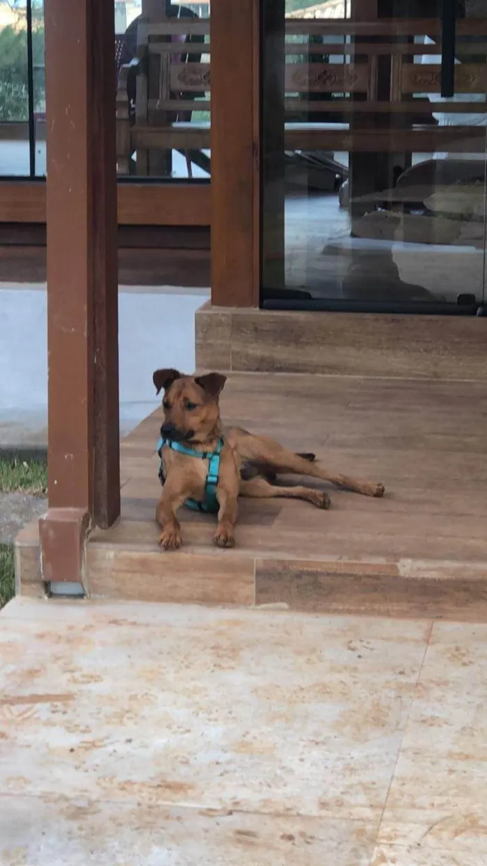 Cachorro ra a SRD-ViraLata idade 2 anos nome Melo
