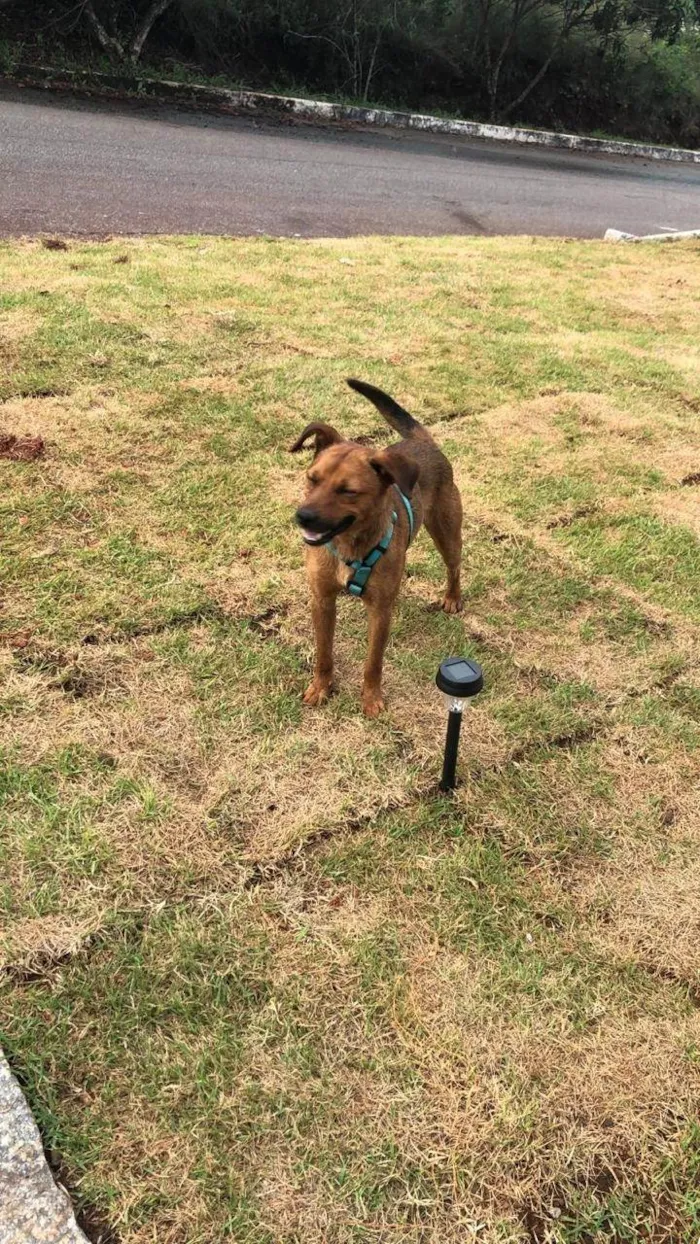 Cachorro ra a SRD-ViraLata idade 2 anos nome Melo