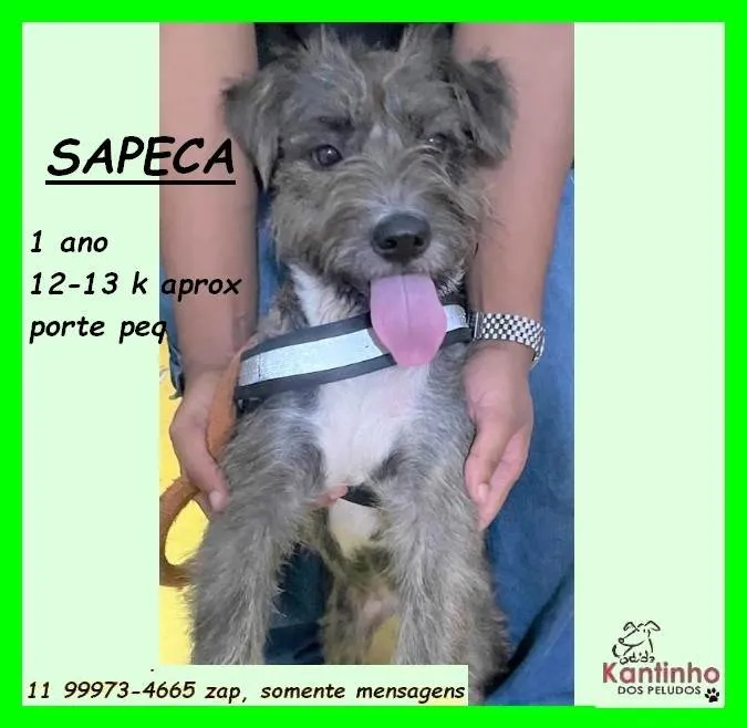 Cachorro ra a SRD-ViraLata idade 1 ano nome Sapeca