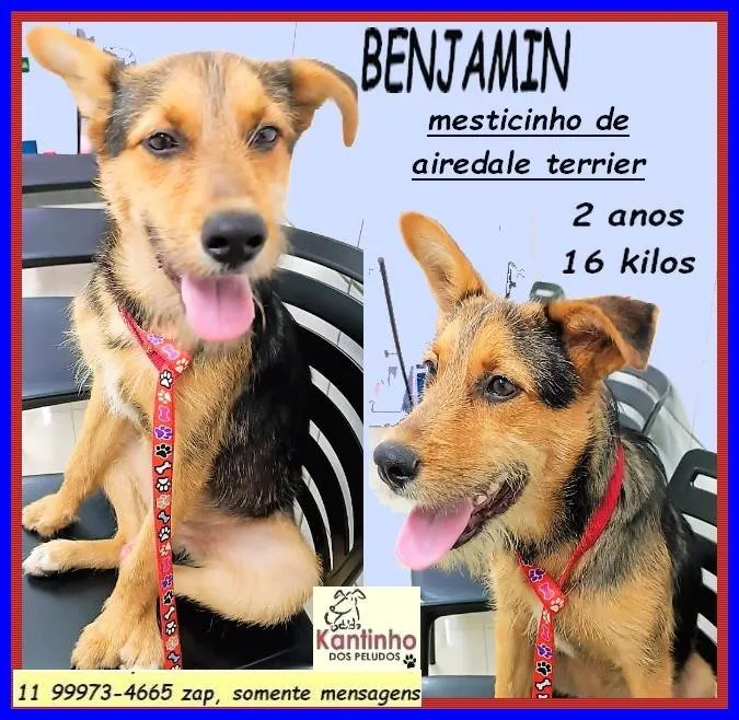 Cachorro ra a SRD-ViraLata idade 2 anos nome Benjamin