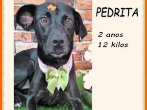 Cachorro raça SRD-ViraLata idade 2 anos nome Pedrita
