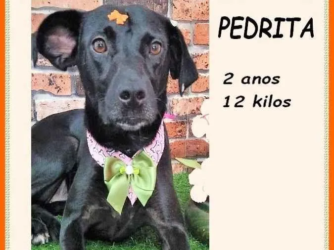 Cachorro ra a SRD-ViraLata idade 2 anos nome Pedrita