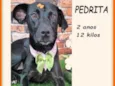 Pedrita