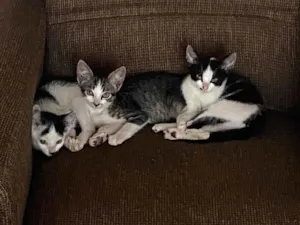 Gato raça SRD-ViraLata idade 2 a 6 meses nome Frederico 