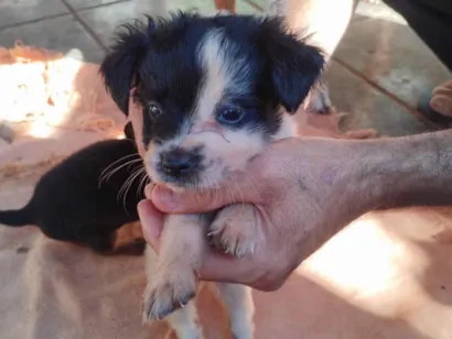 Cachorro raça SRD-ViraLata idade 2 a 6 meses nome Nikita 