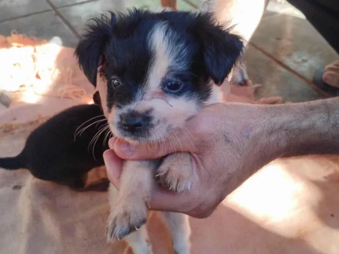 Cachorro ra a SRD-ViraLata idade 2 a 6 meses nome Nikita 