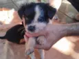 Nikita