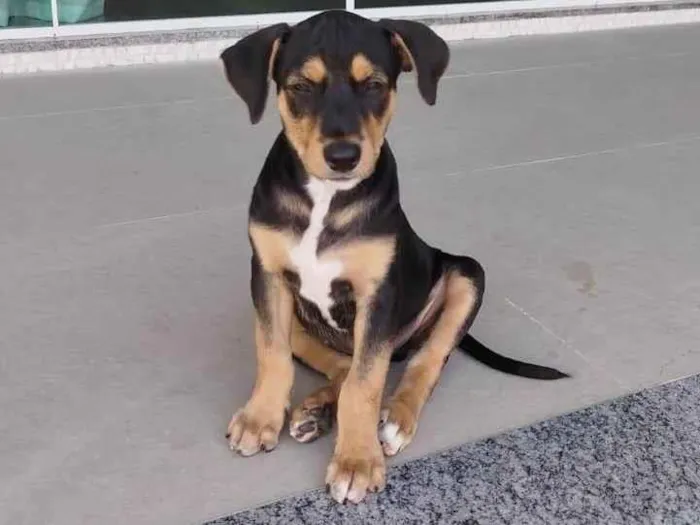 Cachorro ra a SRD-ViraLata idade 2 a 6 meses nome Congo 