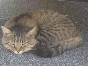 Gato raça SRD-ViraLata idade 6 ou mais anos nome Bob