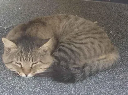 Gato raça SRD-ViraLata idade 6 ou mais anos nome Bob