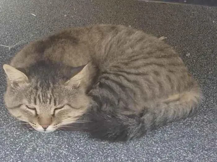 Gato ra a SRD-ViraLata idade 6 ou mais anos nome Bob