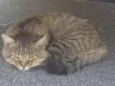 Bob
