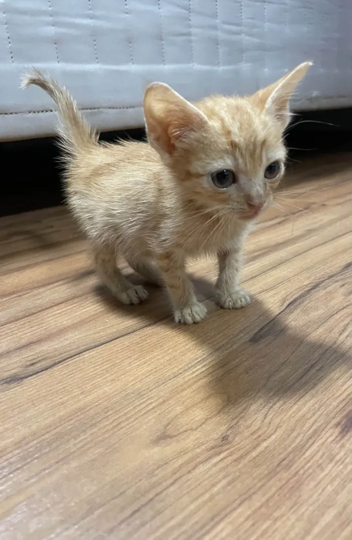 Gato ra a SRD-ViraLata idade 2 a 6 meses nome Viviana