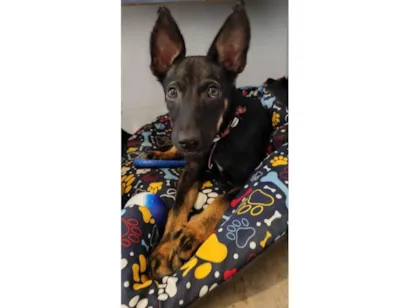 Cachorro raça SRD-ViraLata idade 2 a 6 meses nome Paçoca