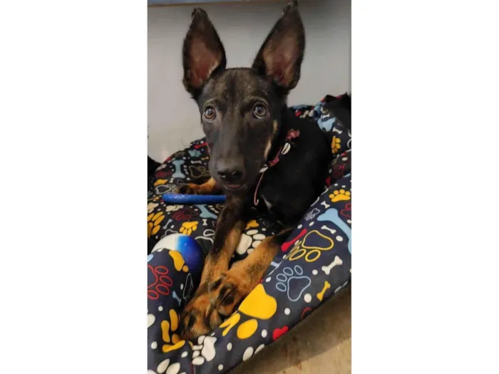 Cachorro ra a SRD-ViraLata idade 2 a 6 meses nome Paçoca