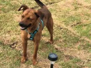 Cachorro raça SRD-ViraLata idade 2 anos nome Melo