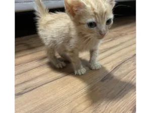 Gato raça SRD-ViraLata idade 2 a 6 meses nome Viviana