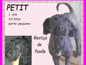 Cachorro raça SRD-ViraLata idade 1 ano nome Petit
