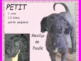 Petit